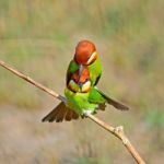 Chestnut-headed Bee-eater Stock Photo