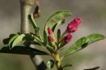 Soft Pink Desert Rose Flowers Stock Photo