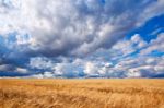 Field Of Wheat Dramaticl Cloudy Blue Sky Stock Photo