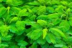 Top View Of Tropical Forest Stock Photo