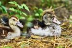 Two Wonderful Duck Stock Photo