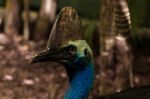 Cassowary Stock Photo