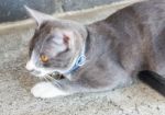 Grey And White Cat Relaxing Stock Photo