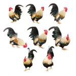 Rooster Stock Photo