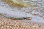 Snake River Natrix Reptile Stock Photo