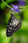 Monarch Butterfly Closeup Stock Photo