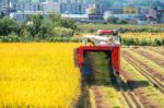 Combine Harvester In A Rice Field During Harvest Time Stock Photo