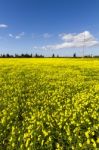 Spring Countryside Landscape Of Yellow Flowers Stock Photo