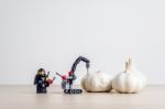 Garlic Peeling Concept Stock Photo