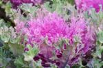 Ornamental Cabbage Stock Photo