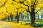 Row Of Yellow Ginkgo Tree In Autumn. Autumn Park In Tokyo, Japan Stock Photo