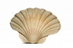 Half Scallop Shell Stock Photo