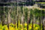 Fire Damaged Trees In Glacier National Park Stock Photo