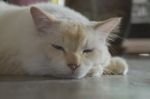 Cute Lazy Cat On The Floor Stock Photo