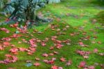 Autumn Red Maple Leaves On Green Moss Ground Stock Photo