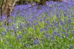 Sussex Bluebells Stock Photo