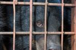 Asiatic Black Bear Are In Cage Stock Photo