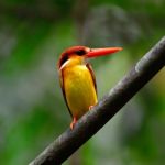 Black-backed Kingfisher Stock Photo