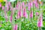 Pink Loosestrife(lythrum Salicaria) Or Crybaby-grass Stock Photo