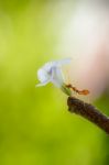 Ants Leave A Flower Stock Photo