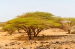 Trees In Kenya Stock Photo