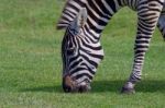 Beautiful Close-up Of The Zebra Stock Photo