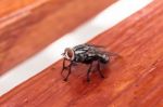 Black Diptera Fly Stock Photo