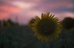 Sunflowers In A Field In The Afternoon Stock Photo