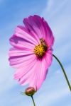 Bee Pollination In Flower Stock Photo