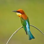 Chestnut-headed Bee-eater Stock Photo