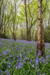 Sussex Bluebells Stock Photo