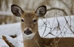 Beautiful Portrait Of A Wild Deer In The Snowy Forest Stock Photo