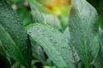 Leaves With Water Drops After Rain Stock Photo