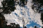 Tree Top Worms Eyes View And Sky Thailand Stock Photo