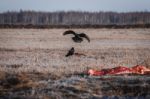 Black Crows Eating Carrion Stock Photo