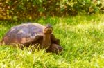 Giant Turtle From Galapagos Stock Photo