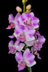 Phalaenopsis Hybrid Stock Photo