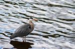 Grey Heron (ardea Cinerea) Stock Photo