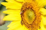 Close Up Of Sunflower And Bee At Chiangrai ,thailand Stock Photo