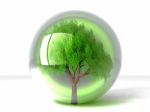 Tree In Bubble Stock Photo