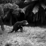 Tasmanian Devil Found During The Day In Tasmania Stock Photo