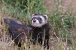 Polecat-coloured Ferret Stock Photo