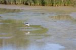 Black-winged Stilt, Common Stilt, Or Pied Stilt (himantopus Hima Stock Photo