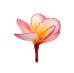 Red Frangipani Flower Isolated On The White Background Stock Photo