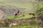 Red Deer (cervus Elaphus) Stock Photo