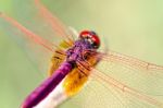 Trithemis Aurora Male Stock Photo