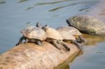 The Turtle On The Timber On Pond Stock Photo