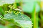 Jeweled Flower Mantis Or Indian Flower Mantis Stock Photo