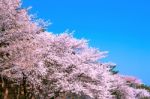 Cherry Blossom In Spring,background Stock Photo