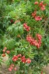 Lychee On Tree Stock Photo